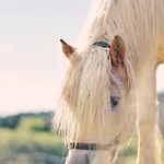 Lawendowe Rancho Apartament *