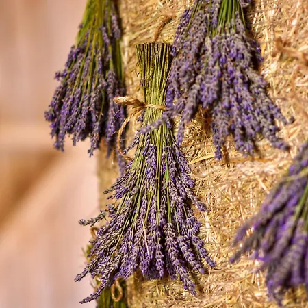 Lawendowe Rancho Appartement *