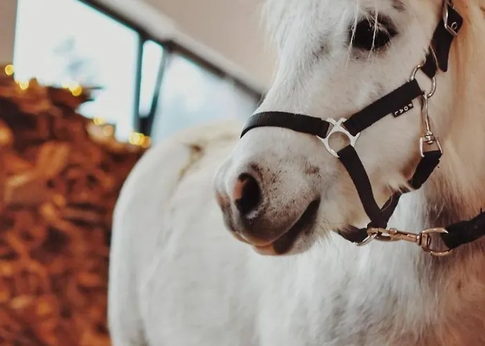 Апартаменты Lawendowe Rancho