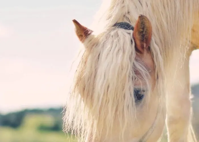 Lawendowe Rancho Apartment *